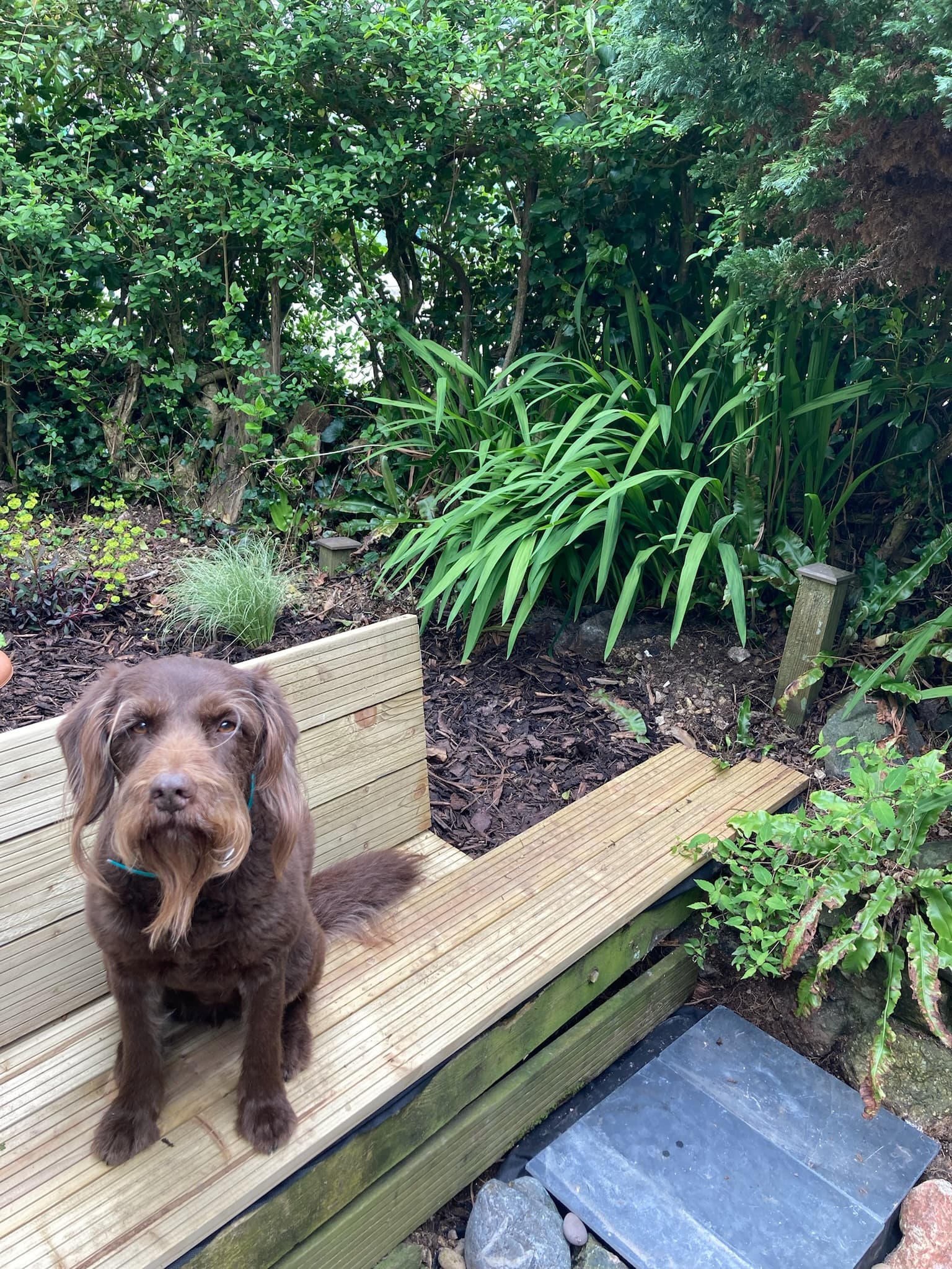 Dog relaxing on bench in the enclosed Cornish garden
