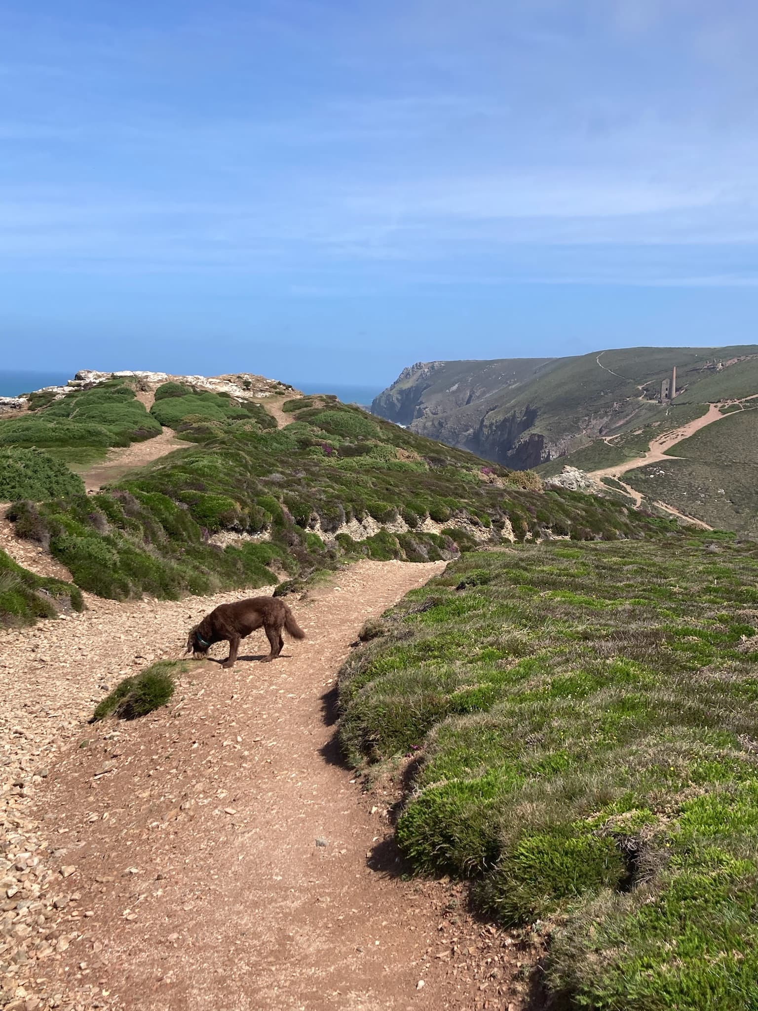 Salt Path coastal walk near Chapel Porth, Cornwall
