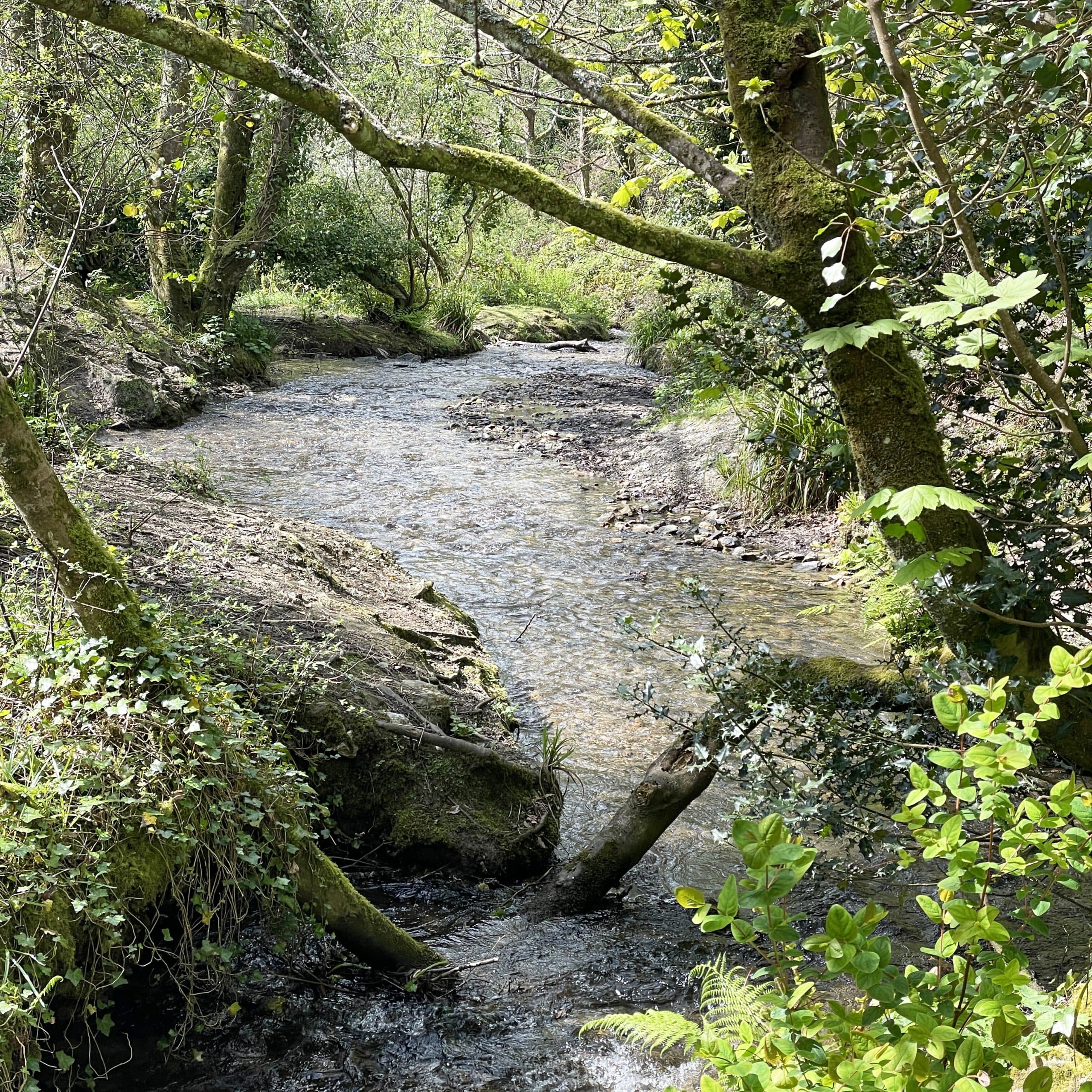 Cornwall countryside walks in autumn near Mount Hawke