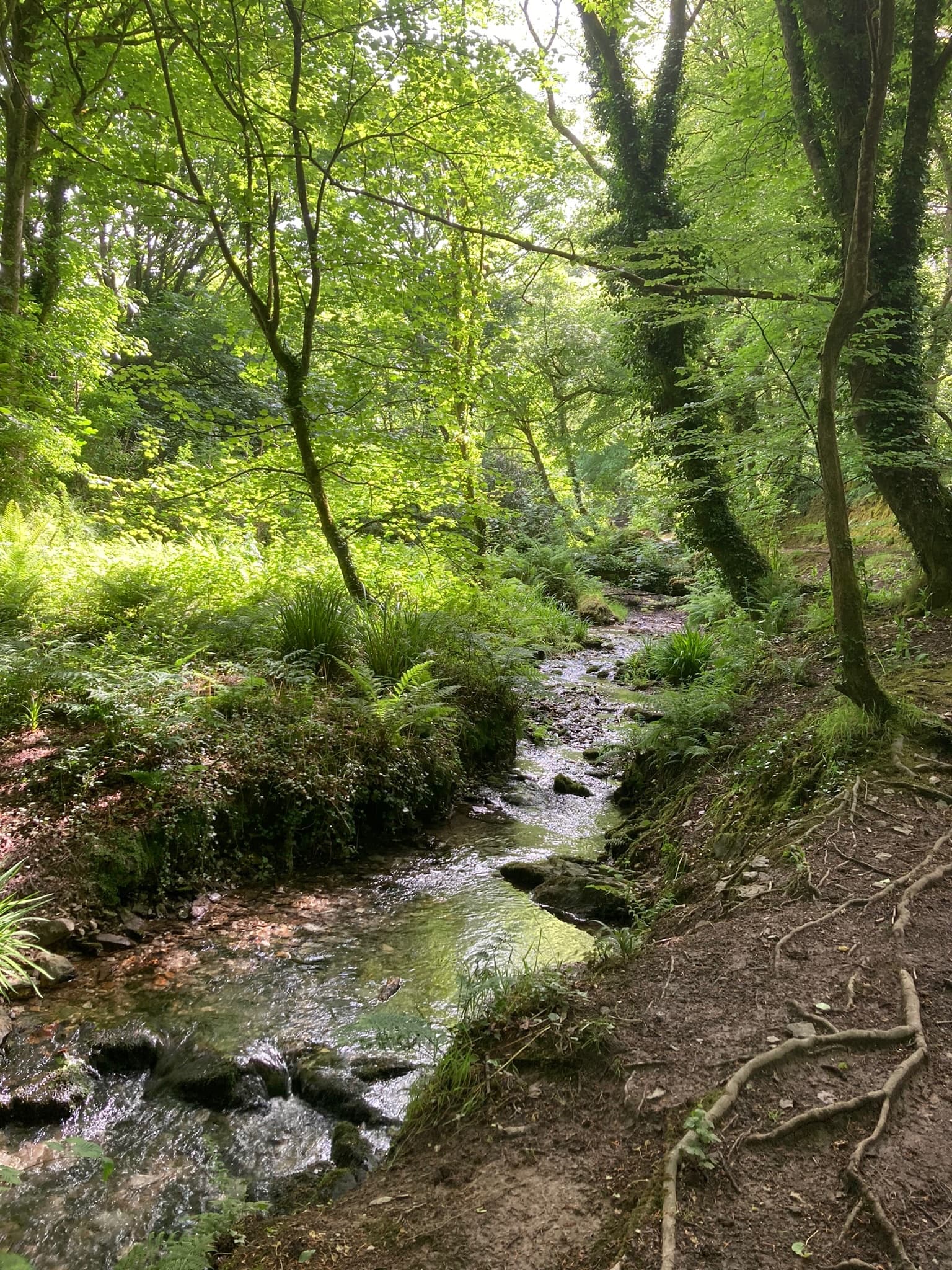 Cornish stream near Mount Hawke