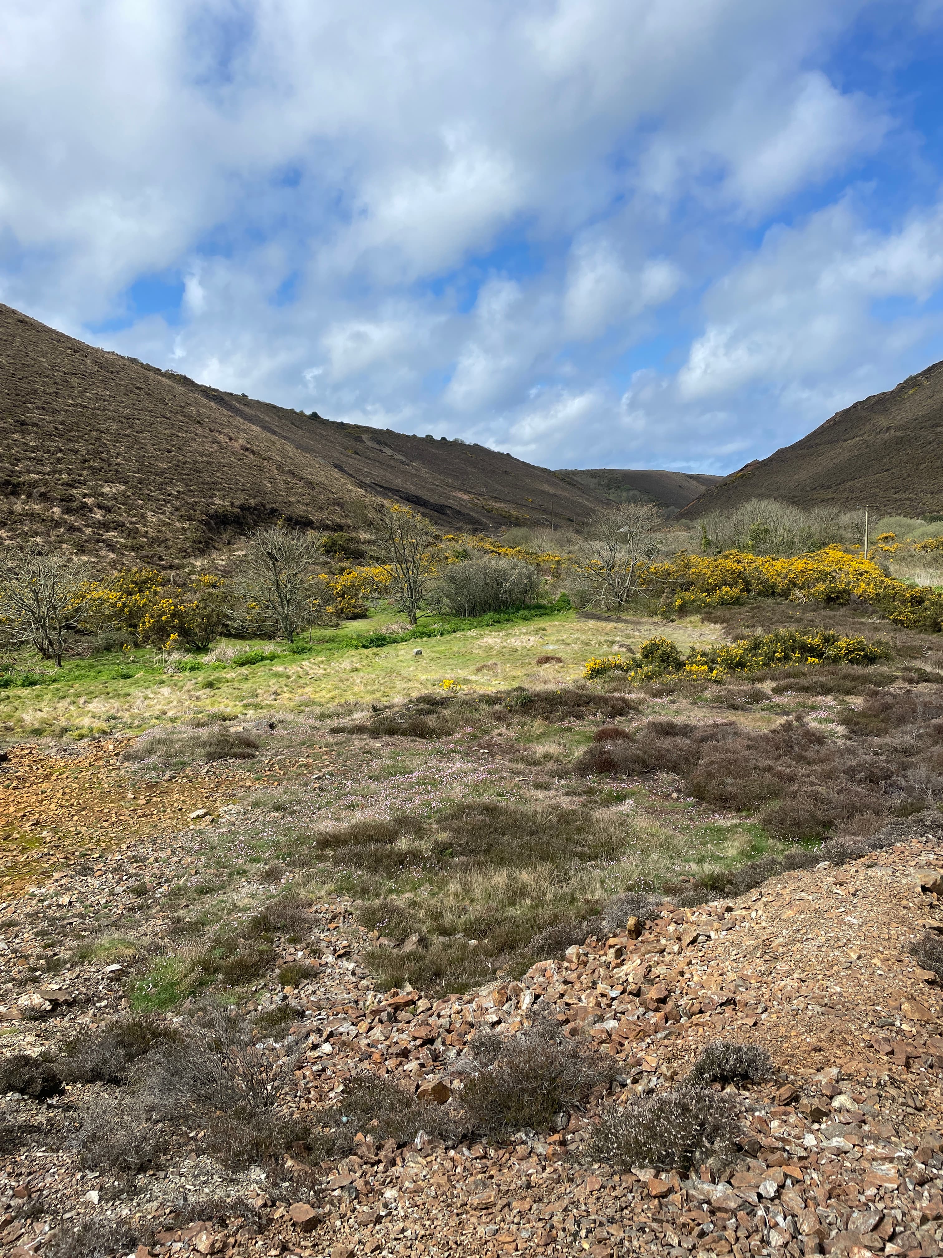 Yellow gorse in bloom on the Cornwall coastal moorland near St Agnes in spring